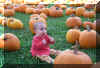 pumpkins.jpg (46389 bytes)